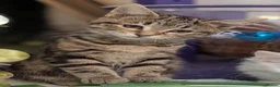 Mixed Breed cats for sale: Premium kittens - Advert 2