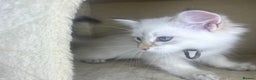 Siberian cats for sale: Hypoallergenic Female Siberian Blue eyes Neva - Advert 31