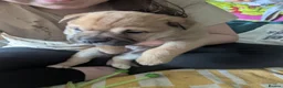 Mixed Breed dogs for sale: Sharpie cross - Advert 4