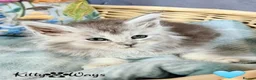 Maine Coon cats for sale: 🐾💠 *TICA REG* SILVER MAINE COON KITTENS 💠🐾 - Advert 18