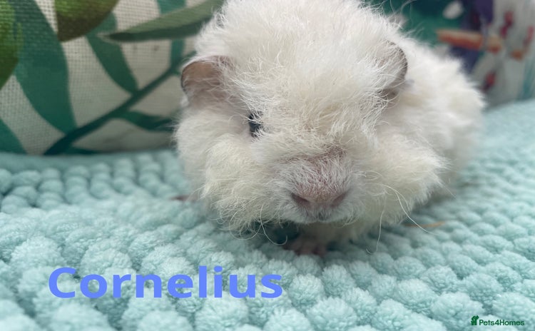 Guinea Pig rodents - Advert 1
