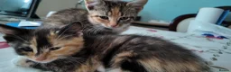 Mixed Breed cats for sale: 🐱 3 Beautiful Friendly Tabby Kittens in Milton Keynes - Advert 5
