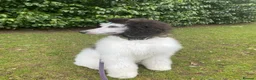 Mixed Breed dogs for sale: Beautiful Female Doberdoodle  in Kirkcaldy - Advert 5