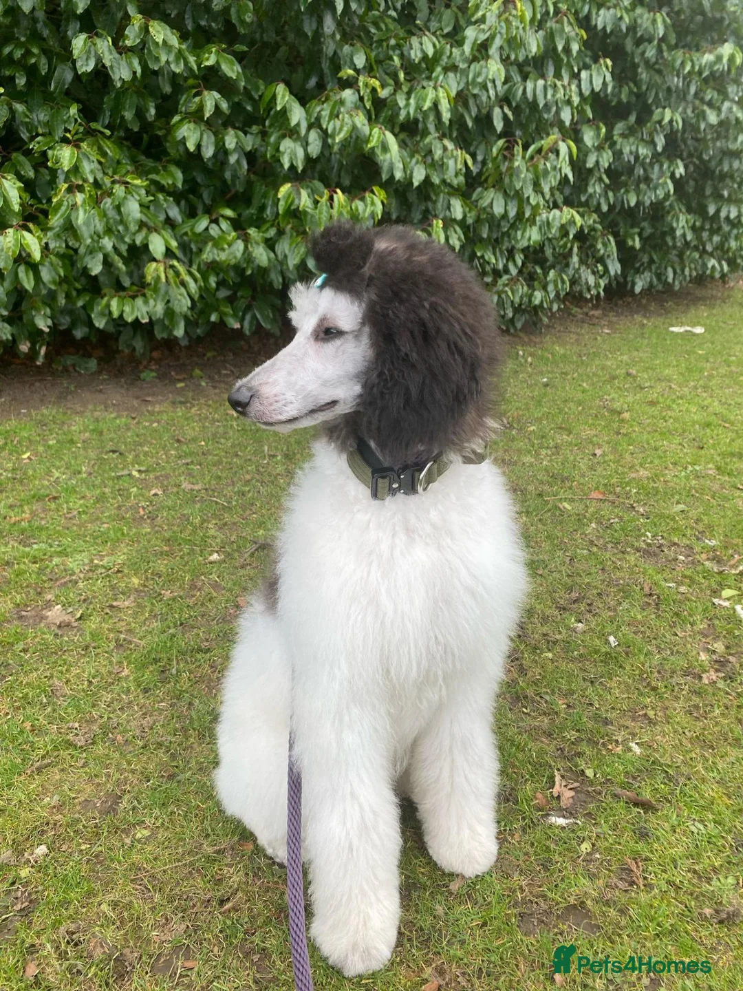 Mixed Breed dogs for sale: Beautiful Female Doberdoodle  in Kirkcaldy - Advert 5
