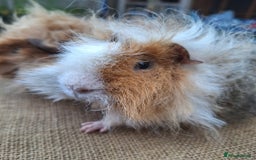 Guinea Pig rodents for sale: 2 super friendly male guinea pigs  - Image 6