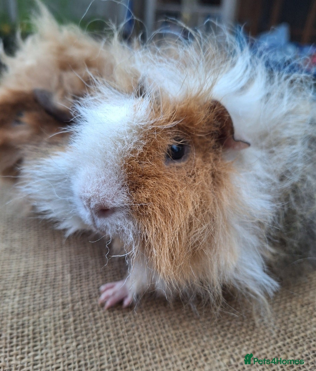 Guinea Pig rodents for sale: 2 super friendly male guinea pigs  - Image 6