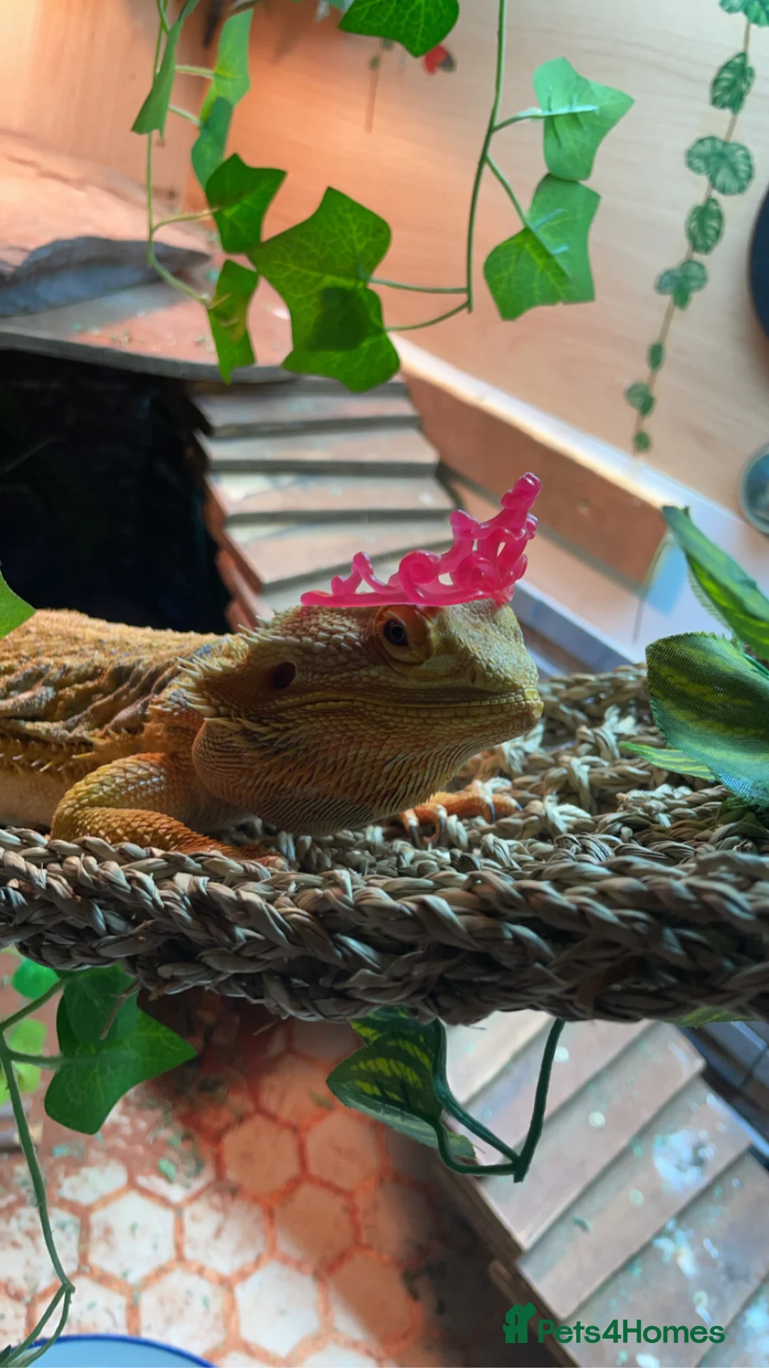 Bearded Dragon reptiles for sale: Bearded dragon - Advert 1