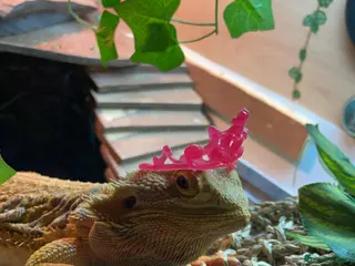 Bearded Dragon reptiles Bearded dragon - Advert 1