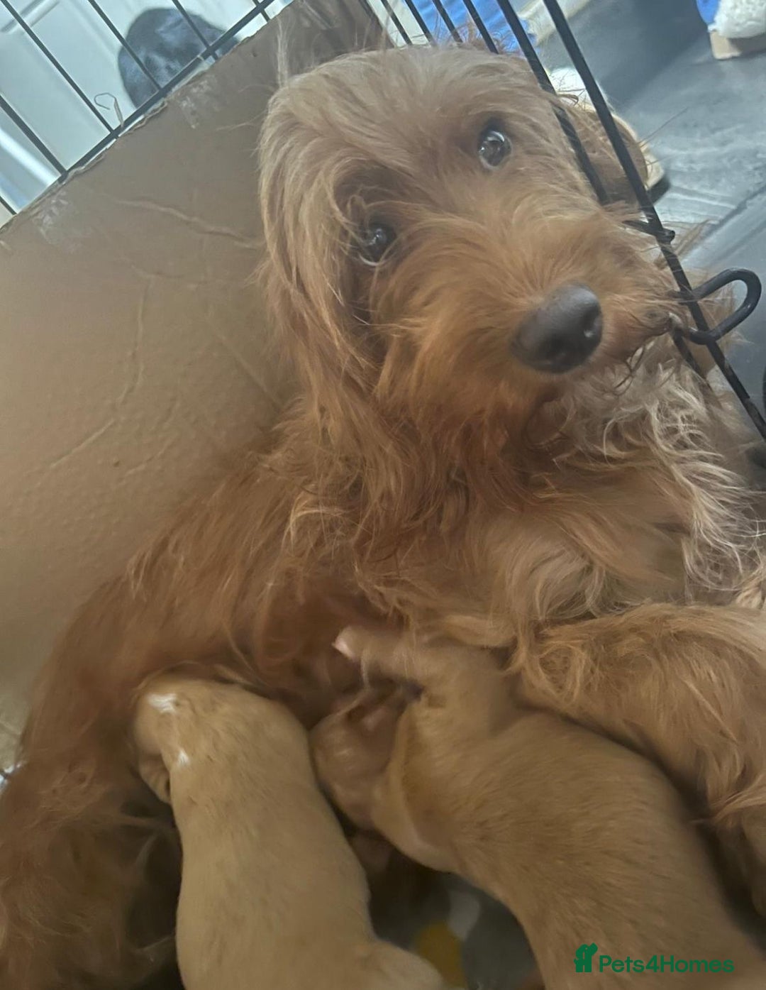 Cockapoo dogs for sale: F1b cockapoo - Image 6