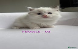 Ragdoll cats for sale: GCCF Ragdoll Kittens – Loving Homes 💕 - Image 9