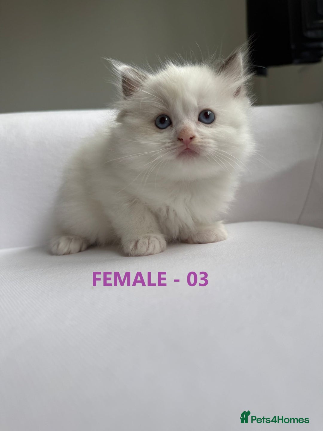Ragdoll cats for sale: GCCF Ragdoll Kittens – Loving Homes 💕 - Image 9