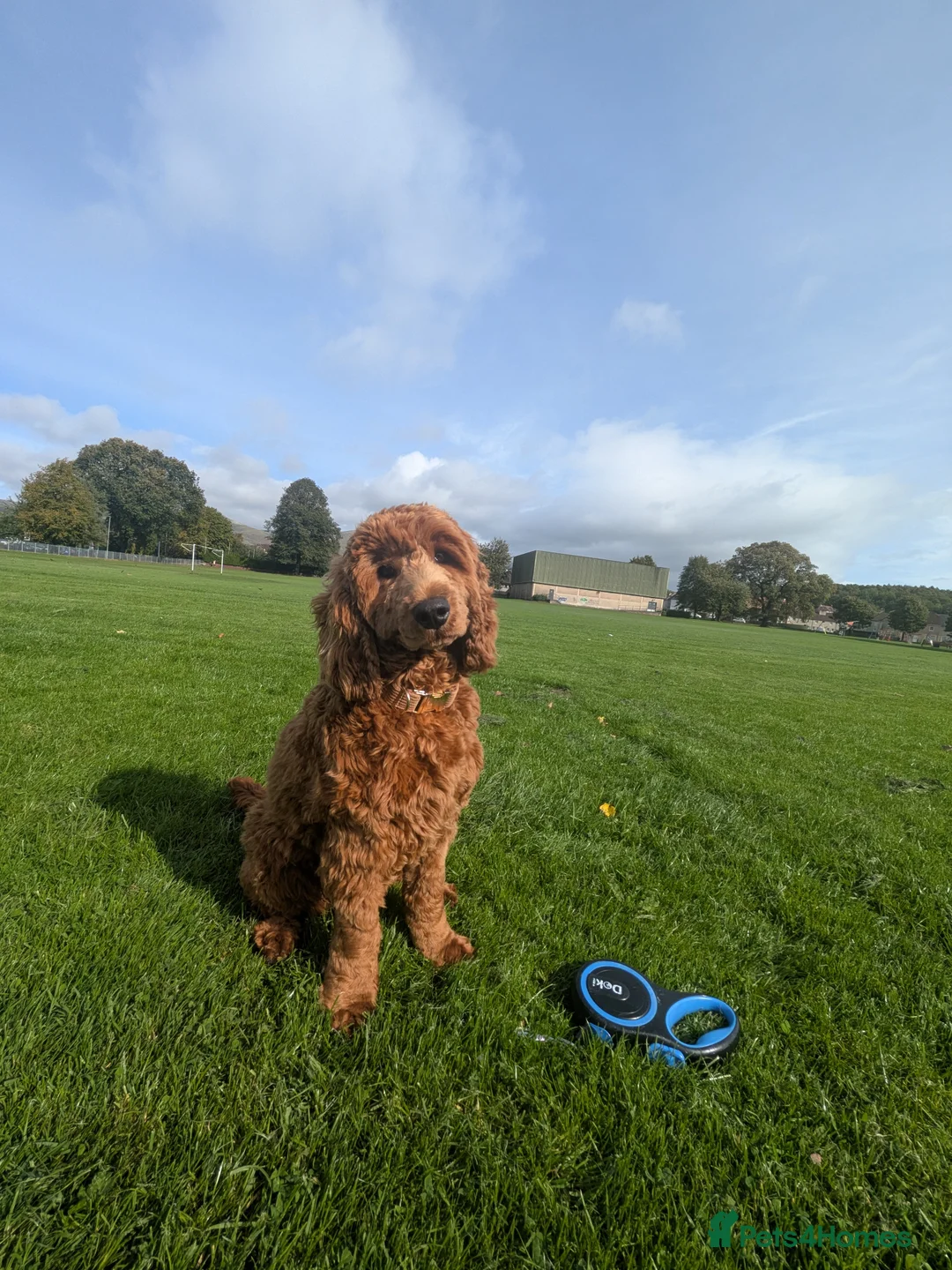 Cockapoo dogs for stud: Cockapoo for stud - Advert 3