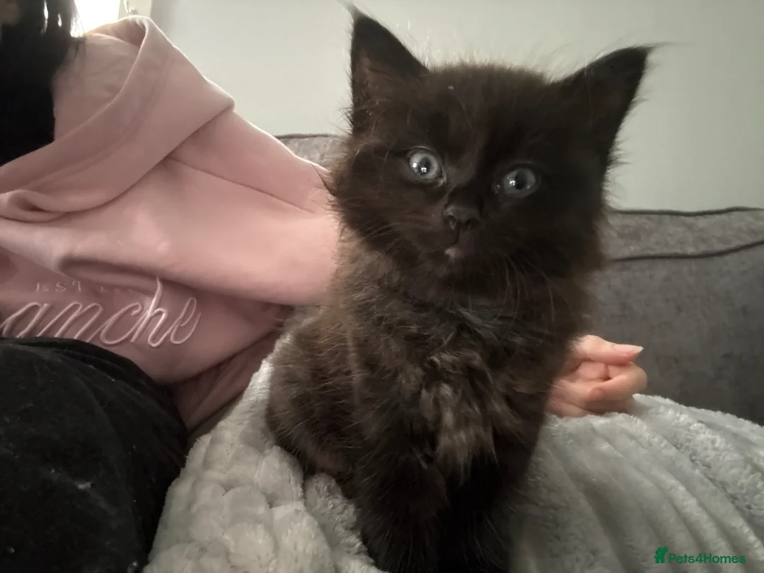 Ragdoll cats for sale: **Ready to go** 4 beautiful Ragdoll X kittens - Advert 2