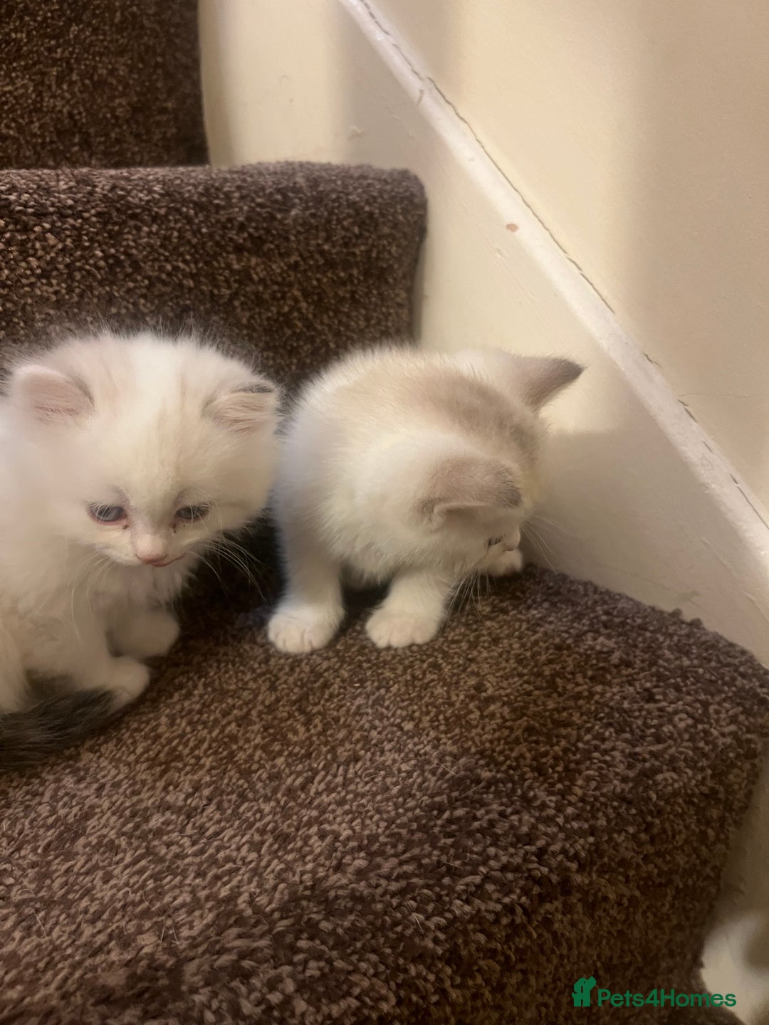 British Shorthair cats for sale: British shorthair  - Image 9