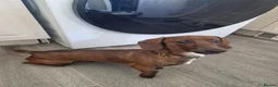 Dachshund dogs for sale: 9 month old daschound boy  - Advert 2