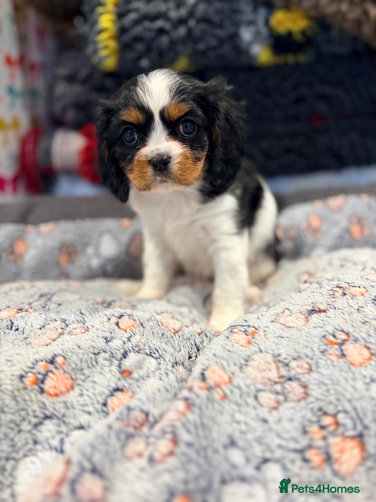 Cavalier King Charles Spaniel dogs 1 tri girl left - kc & health tested parents ❤️ - Advert 6