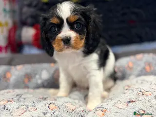 Cavalier King Charles Spaniel dogs 1 tri girl left - kc & health tested parents ❤️ - Advert 6