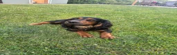 Cocker Spaniel dogs for stud: Kc registered Working Cocker stud dog - Advert 1