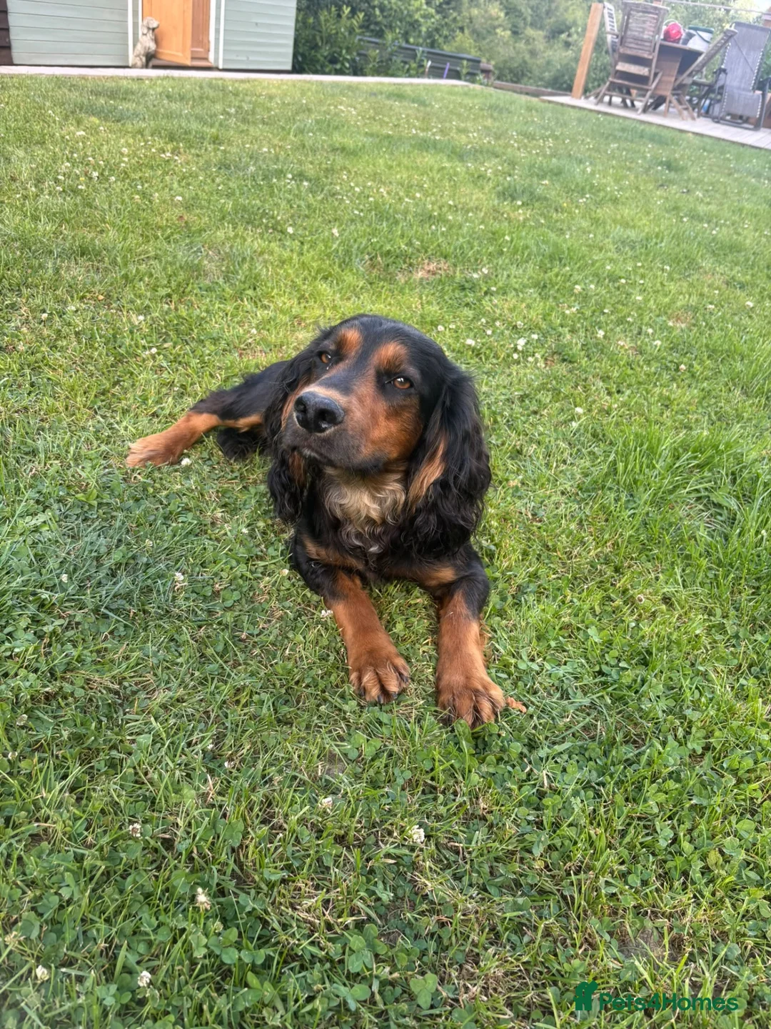Cocker Spaniel dogs for stud: Kc registered Working Cocker stud dog - Advert 1
