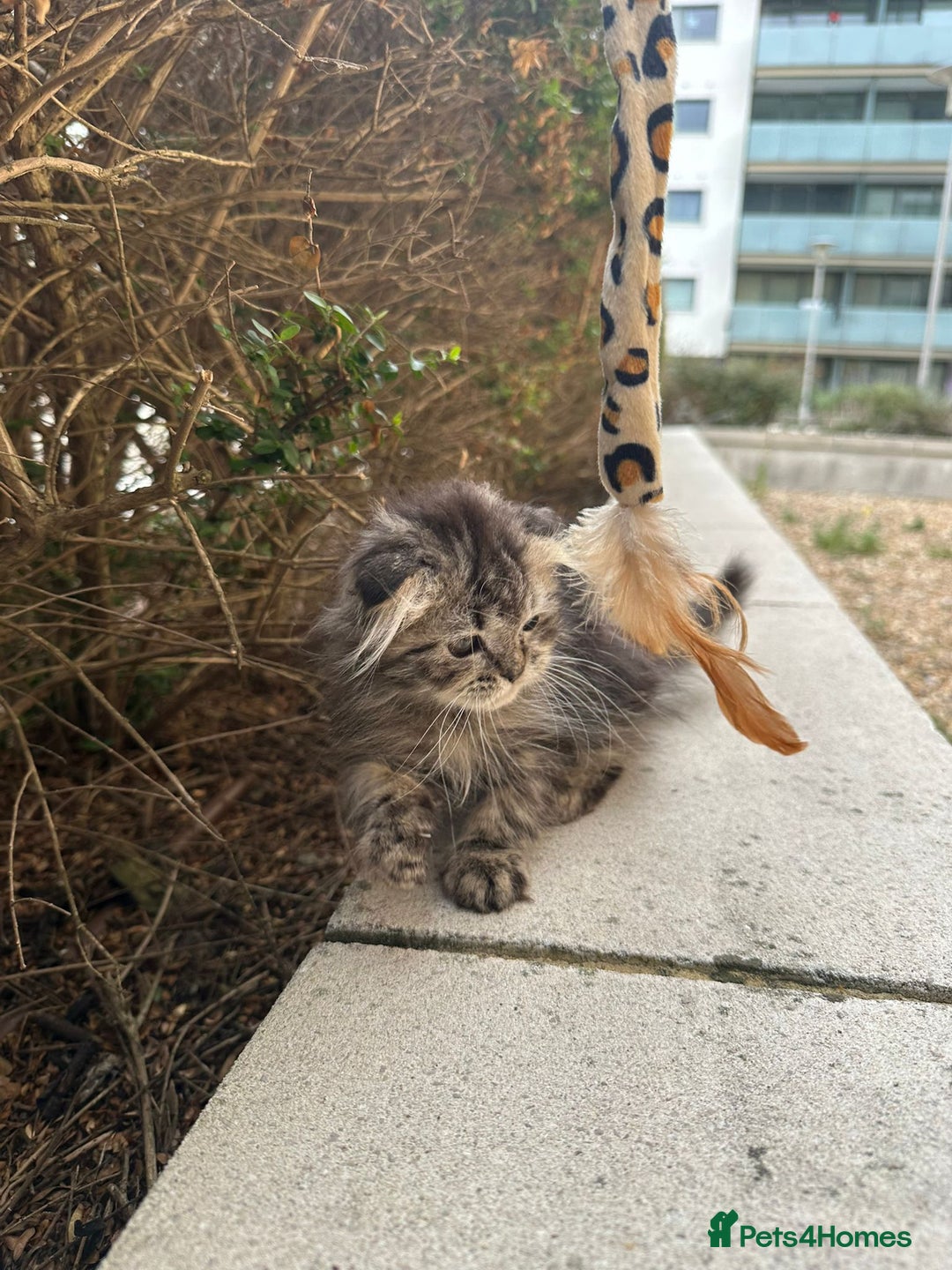 Scottish Fold cats for sale: Adorable Scottish fold kittens - Image 3