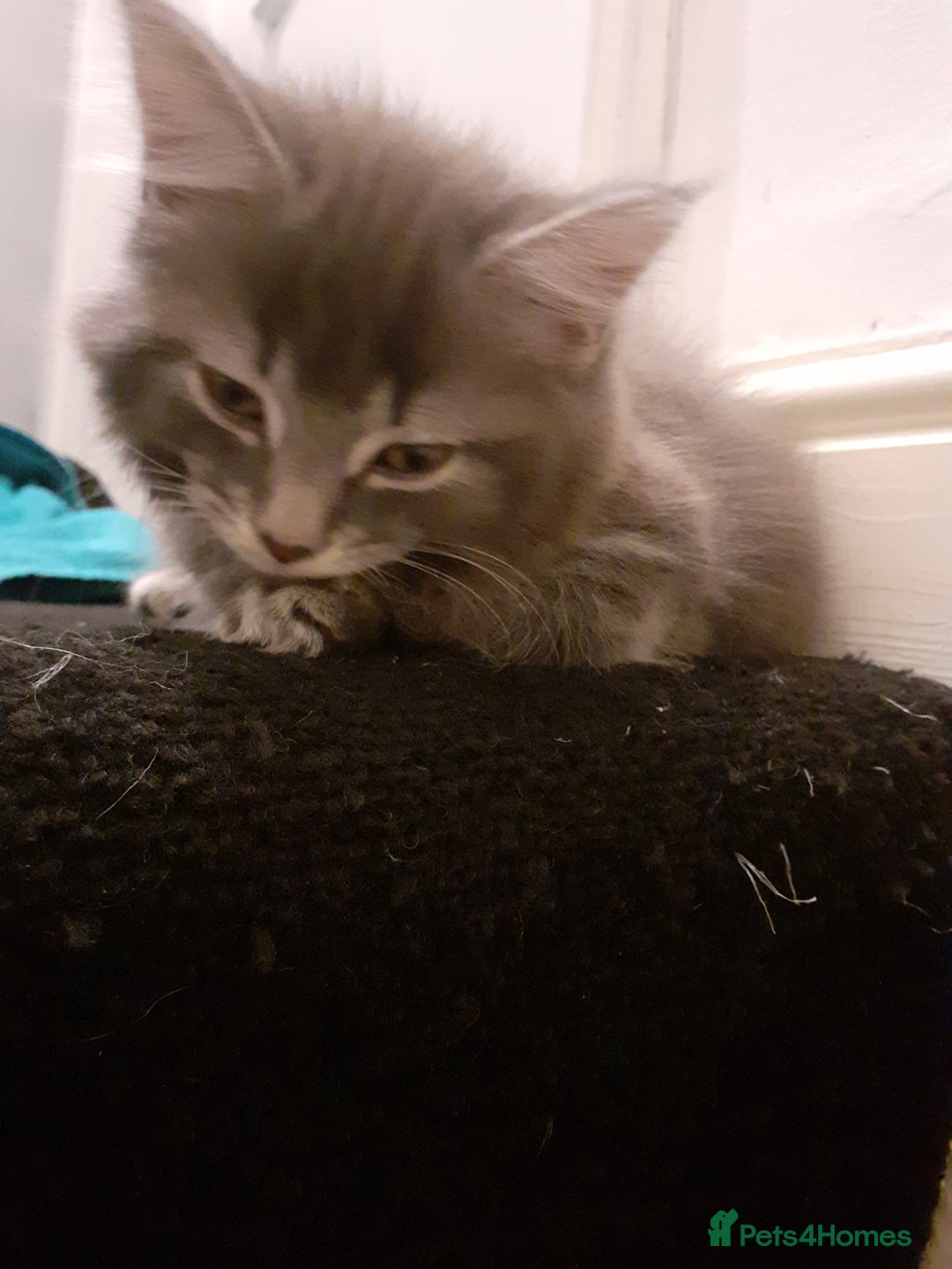 Mixed Breed cats for sale: 1 beautiful tabby boy and 1 grey short-haired boy - Advert 9