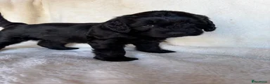 Australian Labradoodle 2