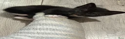 Mixed Breed cats for sale: 2 beautiful girls  - Advert 1