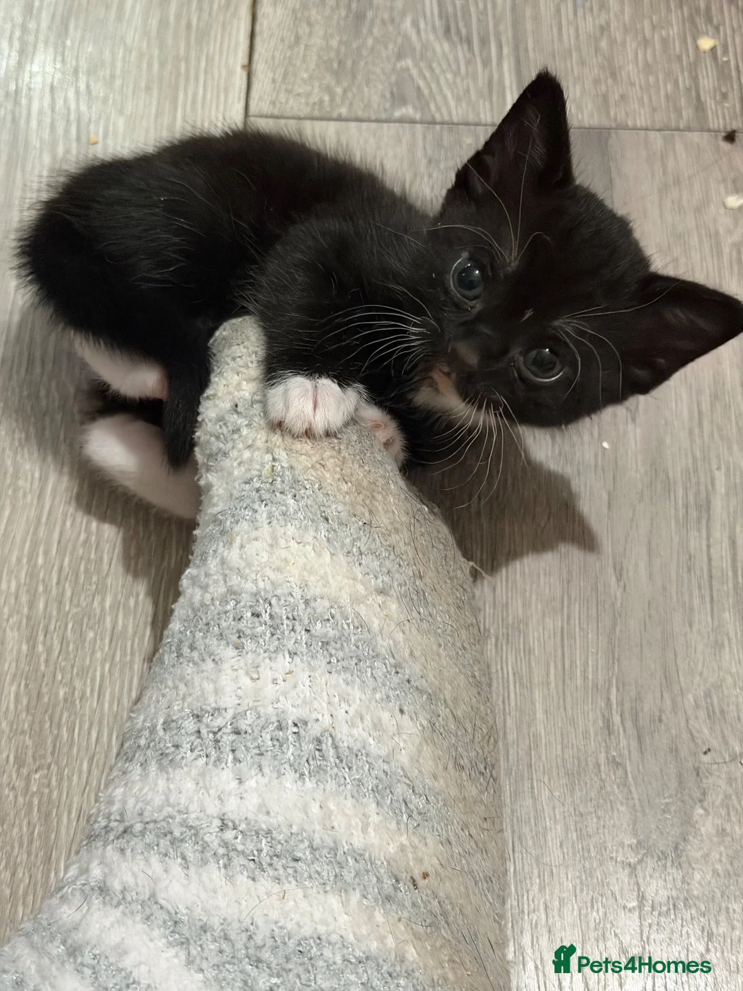 Mixed Breed cats for sale: 2 beautiful girls  - Advert 1