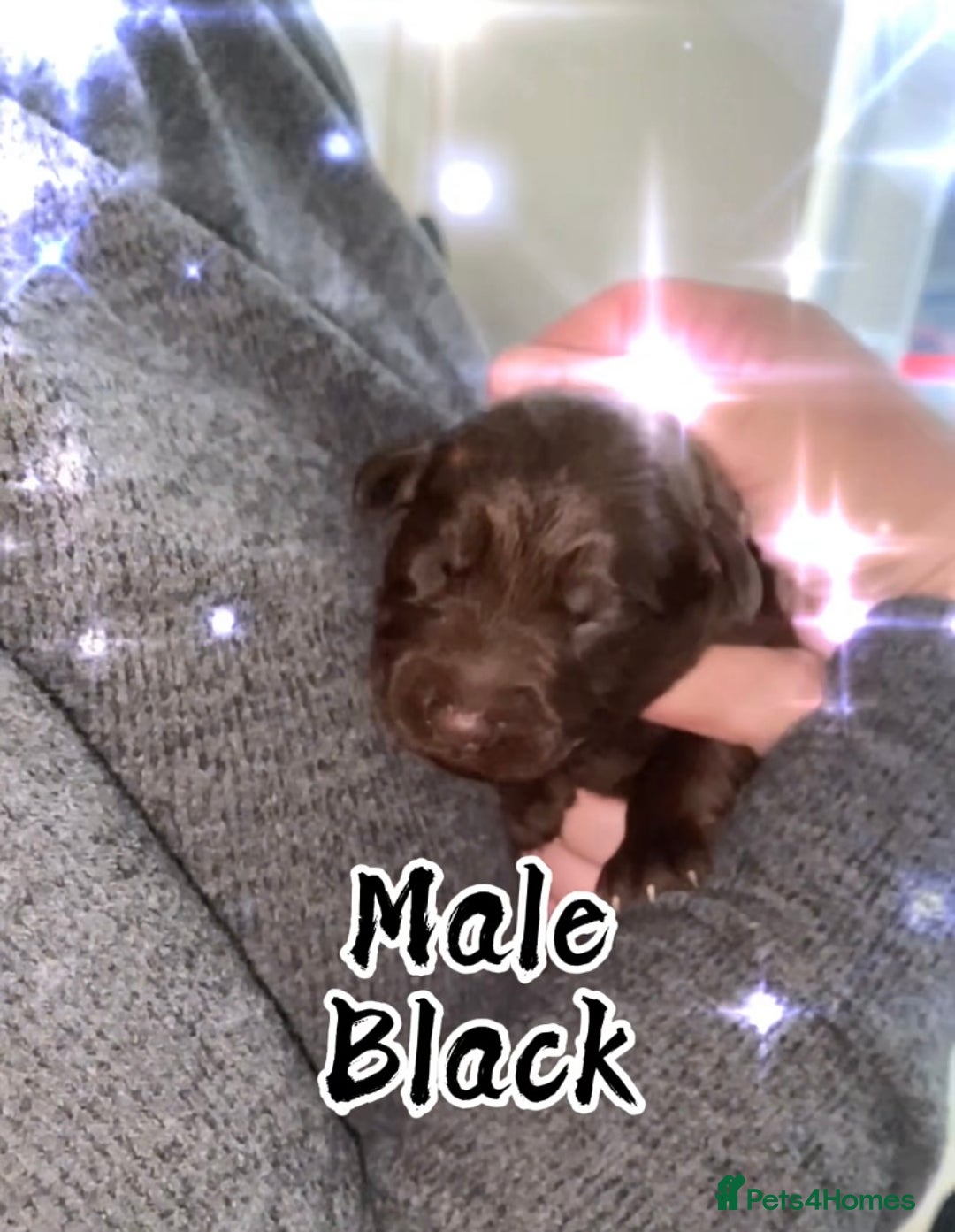 Mixed Breed dogs for sale: Beautiful Family-Raised Sheprador Puppies - Image 15
