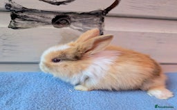 Mini Lop rabbits for sale: ❤️🐰Mini lop bunnies🐰❤️ - Image 4