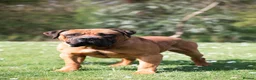 Boerboel dogs for sale: Topguard Kennels 2026 waitlist now open! - Advert 18