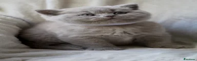 Adorabrits Horatio 