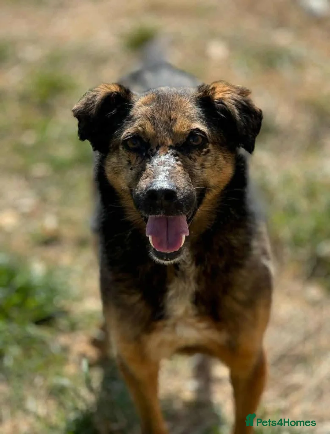 Mixed Breed dogs for adoption: Meet Lola, currently residing in Dorset in Dorchester - Advert 9