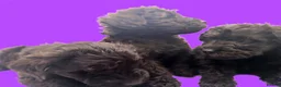 Schnoodle dogs for sale: BLUE Schnoodle Puppies 🐾 - Advert 6