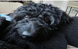 Doxiepoo dogs for sale: OZZY (daxiepoo) - Image 7