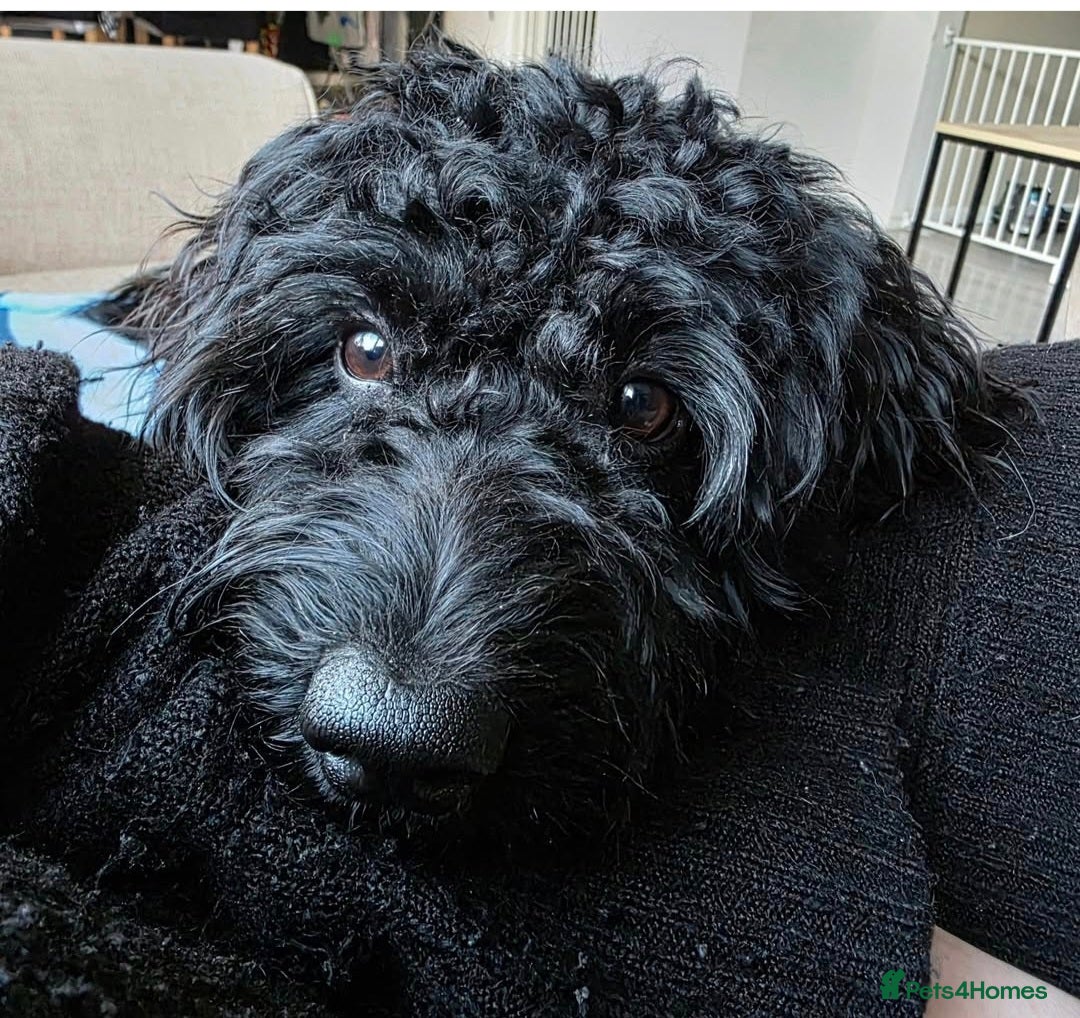Doxiepoo dogs for sale: OZZY (daxiepoo) - Image 7