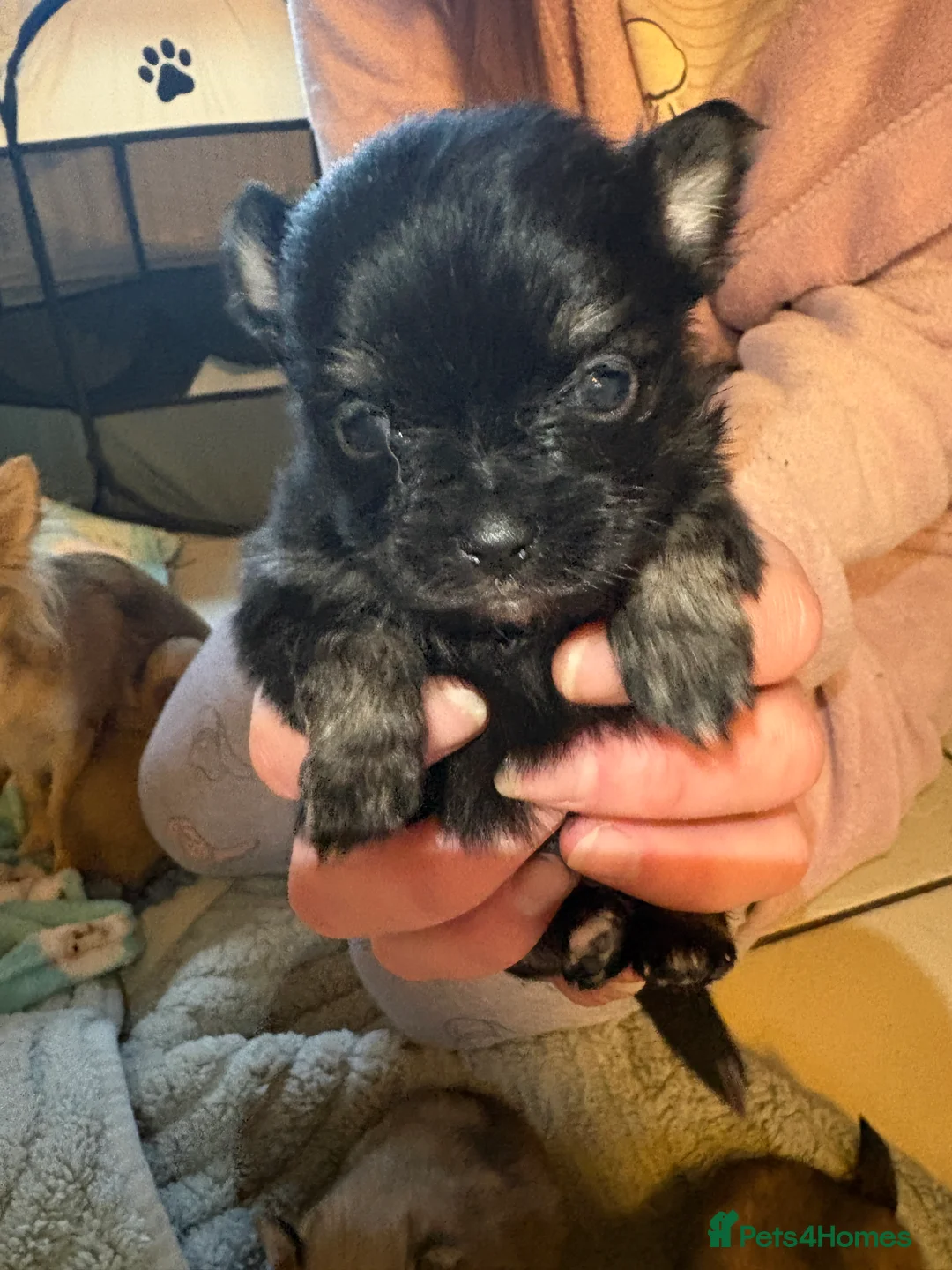 Pomchi dogs for sale: 4 Beautiful pomchis 🐶🐾 - Advert 6