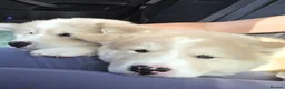 Mixed Breed dogs for sale: Beautiful AkitaMute For Sale - Advert 7