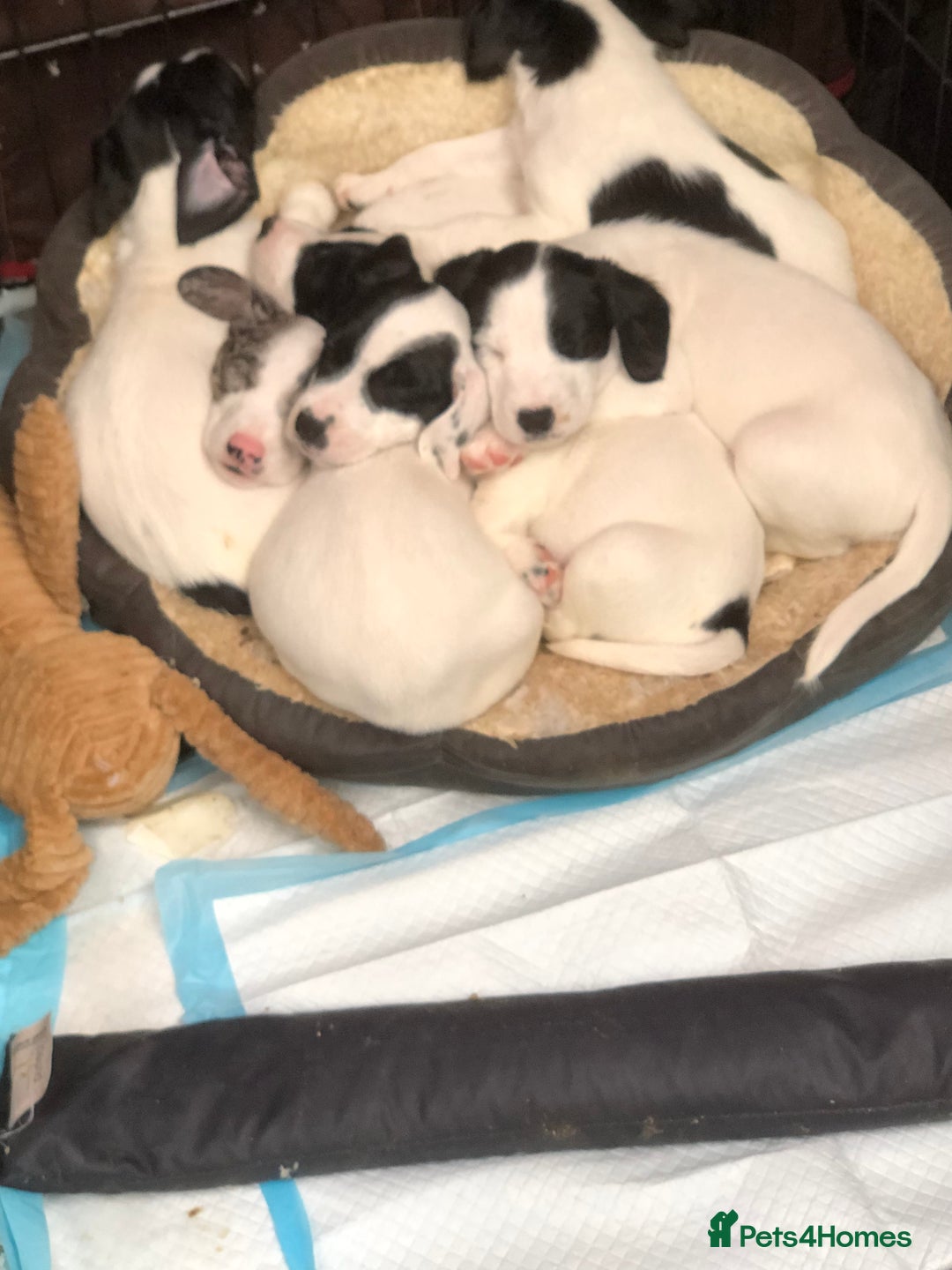 Jack Russell dogs for sale: Beautiful jack Russell puppies  - Advert 4