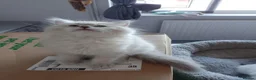 Ragdoll cats for sale: Stunning healthy ragdoll kittens  - Advert 4
