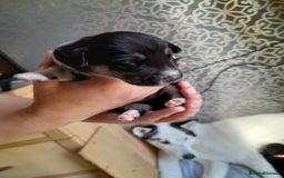 Mixed Breed dogs for sale: Dusky - Image 3
