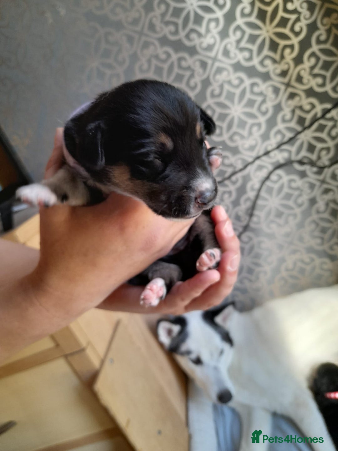 Mixed Breed dogs for sale: Dusky - Image 3
