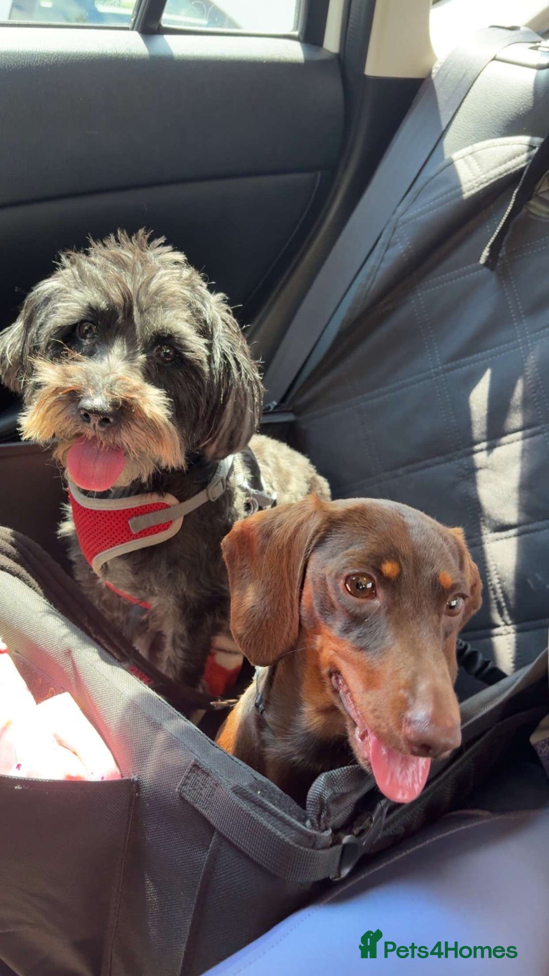 Miniature Dachshund dogs for sale: Trixie kc registered Smooth Miniature dachshund - Advert 2