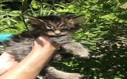 Maine Coon cats for sale: Maine coone kittens - Image 6