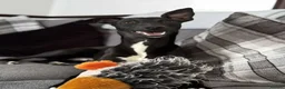 Whippet dogs for stud: Jett Black - Advert 3