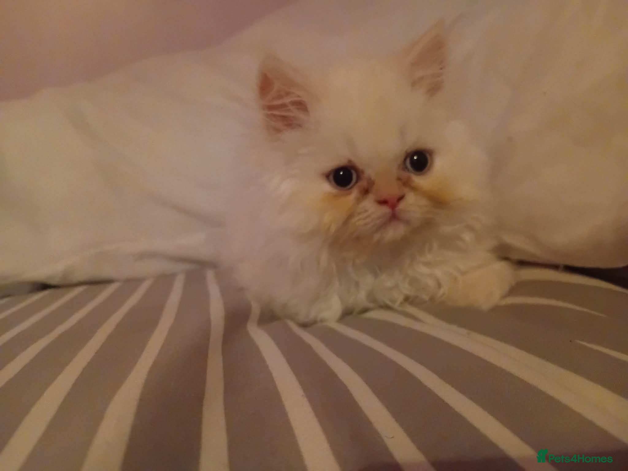 Persian cats Beautiful Persian kittens  - Advert 15