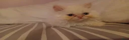 Persian cats for sale: Beautiful Persian kittens  - Advert 4