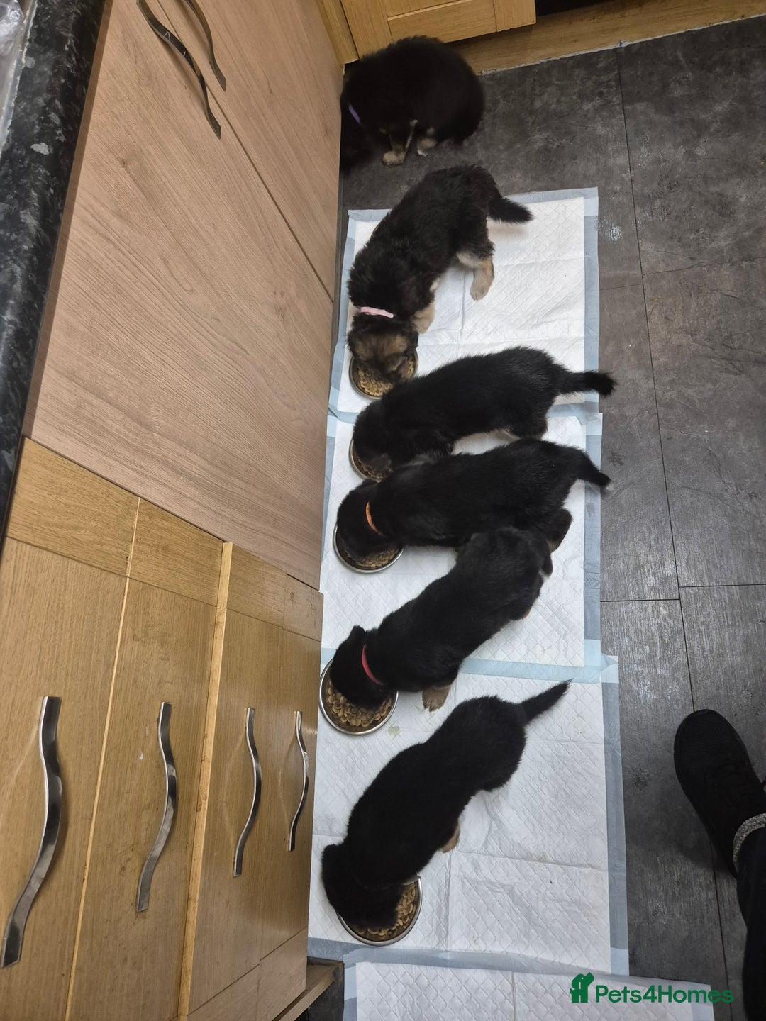 German Shepherd dogs for sale: German shepard puppies - Advert 17
