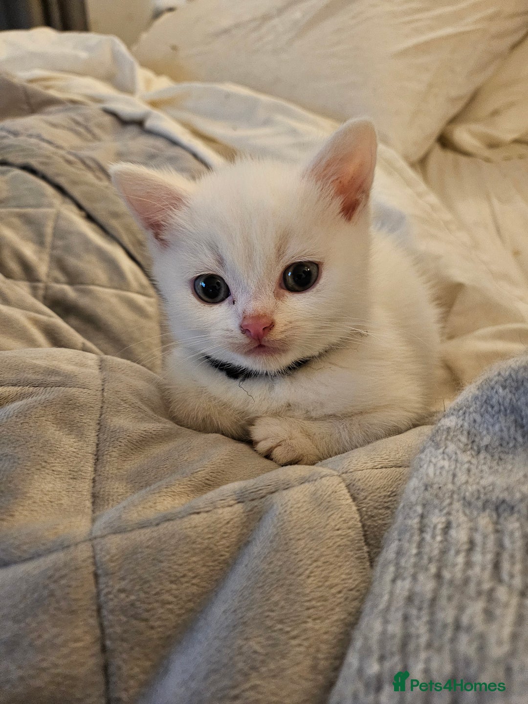 British Longhair cats for sale: BLH and BSH - Advert 10