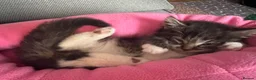 Mixed Breed cats for sale: Beautiful fluffy tabby girl  - Advert 3